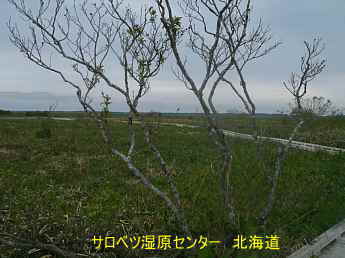 サロベツ湿原センター・北海道観光旅行
