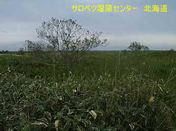 サロベツ湿原センター・北海道観光旅行