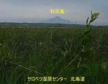 サロベツ湿原センターと利尻島・北海道観光旅行