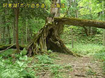 阿寒湖、ポッケ遊歩道、北海道旅行