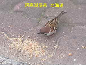 阿寒湖、スズメ、北海道旅行