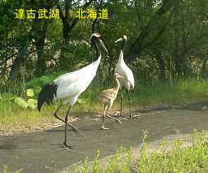 達古武湖・丹頂鶴、北海道旅行