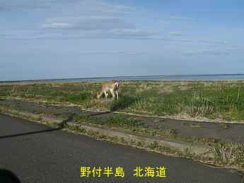 野付半島・鹿、北海道旅行