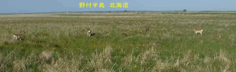 野付半島・鹿の群れ、北海道旅行