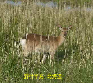 野付半島の鹿
