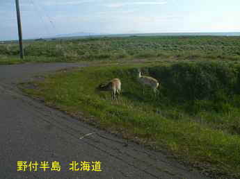 野付半島・鹿、北海道旅行