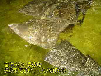竜泊ライン・道の駅「こどまり」ヒラメ、青森県